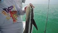 The Fish Guyz S05E08 XviD-AFG EZTV The Fish Guyz S05E08 XviD-AFG EZTV