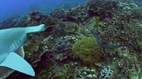 Spy In The Ocean S01E03 XviD-AFG EZTV