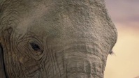 Impossible Animals S01E01 Deserts XviD-AFG EZTV