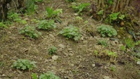 Gardening with Carol S04E03 Spring Gradening XviD-AFG EZTV