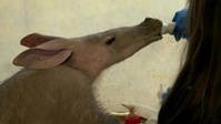 Animal Park S18E11 XviD-AFG EZTV