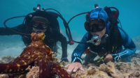 Secrets of the Octopus S01E01 XviD-AFG EZTV Secrets of the Octopus S01E01 XviD-AFG EZTV