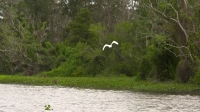 Swamp People S12E03 720p HEVC x265-MeGusta EZTV