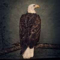 Clutch - Book of Bad Decisions  [320 KBPS][2018][pradyutvam]