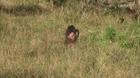 Baboon Diaries S01E01 Out of Time XviD-AFG EZTV Baboon Diaries S01E01 Out of Time XviD-AFG EZTV