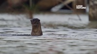 Uptown Otters S01E06 XviD-AFG EZTV Uptown Otters S01E06 XviD-AFG EZTV