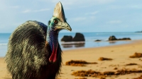 BBC Seven Worlds, One Planet s01e04 720p MP4 + subs BigJ0554