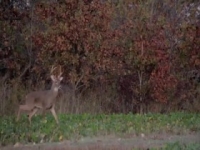 HuntCo S03E08 480p x264-mSD [eztv]