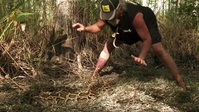 Swamp People Serpent Invasion S03E11 XviD-AFG EZTV Swamp People Serpent Invasion S03E11 XviD-AFG EZTV