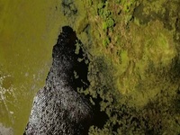 Swamp People S14E11 480p x264-mSD EZTV