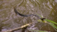 Dual Survival S01E06 Swamped WEB x264-APRiCiTY [eztv]