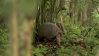 Swamp People S14E11 720p HEVC x265-MeGusta EZTV