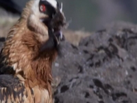 Autumnwatch S15E04 480p x264-mSD EZTV Autumnwatch S15E04 480p x264-mSD EZTV