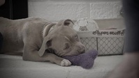 Cesar Millan Better Human Better Dog S03E02 XviD-AFG EZTV