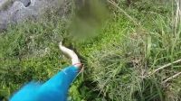 Nature Gone Wild S01E11 WEB h264-BAE EZTV Nature Gone Wild S01E11 WEB h264-BAE EZTV