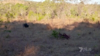 Deadly Down Under S01E03 WEB H264-SHADOWS [eztv]