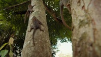 Colombia Wild and Free S01E01 720p HEVC x265-MeGusta EZTV