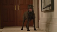 Animal Control S01E08 720p WEB H264-CAKES EZTV
