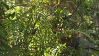 Swamp People Serpent Invasion S03E16 XviD-AFG EZTV