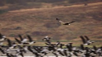 Wild Isles S01E01 XviD-AFG EZTV Wild Isles S01E01 XviD-AFG EZTV