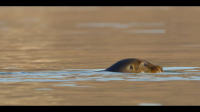 Our Oceans S01E04 1080p HEVC x265-MeGusta EZTV Our Oceans S01E04 1080p HEVC x265-MeGusta EZTV