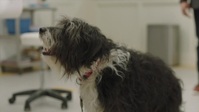 Strays S02E03 720p WEBRip x264-BAE EZTV