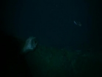 Siren 2018 S03E03 480p x264-mSD [eztv]