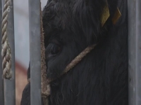 The Yorkshire Vet S11E14 480p x264-mSD EZTV
