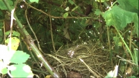 BBC Springwatch 2016 08of15 1080p HDTV x264 AAC EZTV