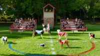 Pup Academy S02E06 1080p HEVC x265-MeGusta EZTV Pup Academy S02E06 1080p HEVC x265-MeGusta EZTV