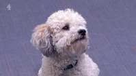 The Dog Academy S01E07 XviD-AFG EZTV
