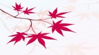 [ FreeCourseWeb ] Udemy - Tsuboki Japanese Face Massage