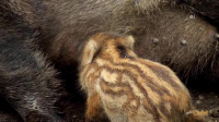 Wild Child S04E10 XviD-AFG EZTV