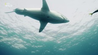 When Sharks Attack S08E01 1080p HEVC x265-MeGusta EZTV When Sharks Attack S08E01 1080p HEVC x265-MeGusta EZTV