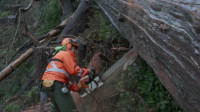 Timber Titans S01E01 XviD-AFG EZTV