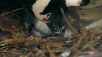 Penguin Town S01E03 XviD-AFG EZTV Penguin Town S01E03 XviD-AFG EZTV