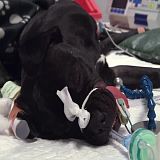 The Supervet S15E02 480p x264-mSD[TGx]