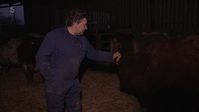 The Yorkshire Vet S12E09 XviD-AFG EZTV