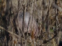 Nature S41E04 American Ocelot 480p x264-mSD EZTV