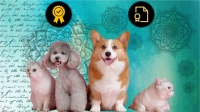 Udemy - Fully Accredited Animal Reiki Practitioner Certification