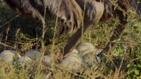 Big Beasts S01E07 1080p HEVC x265-MeGusta EZTV Big Beasts S01E07 1080p HEVC x265-MeGusta EZTV