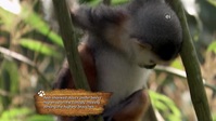 Wild Child S03E13 XviD-AFG EZTV Wild Child S03E13 XviD-AFG EZTV