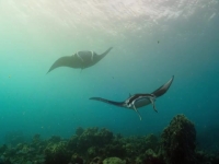A Perfect Planet S01E04 Oceans 480p x264-mSD EZTV