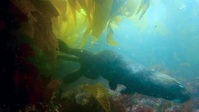 Island of the Sea Wolves S01E01 XviD-AFG EZTV Island of the Sea Wolves S01E01 XviD-AFG EZTV