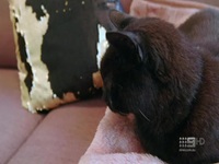 Bondi Vet S10E02 480p x264-mSD EZTV