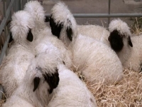 This Farming Life S03E10 480p x264-mSD [eztv]
