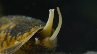 Deep Dive Australia S01E01 1080p HEVC x265-MeGusta EZTV