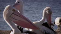 Australia Remastered Forces Of Nature S06E04 XviD-AFG EZTV Australia Remastered Forces Of Nature S06E04 XviD-AFG EZTV
