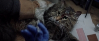 Pet Sematary (2019) 1080p AMZN HEVC Omikron Pet Sematary (2019) 1080p AMZN HEVC Omikron