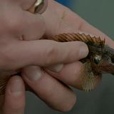 Hunting Fish S01E05 WEB h264-DOCiLE[TGx]